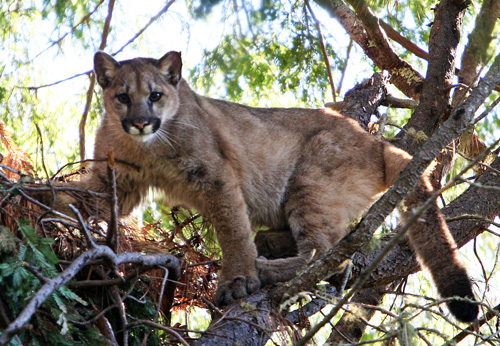 Cougar In Forest
