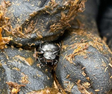 Dung Beetle Internship